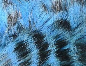 Кролик Hareline Black Barred Rabbit Strips #125 Fl Blue (США)