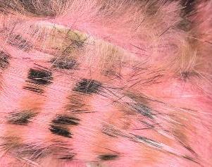 Кролик Hareline Black Barred Rabbit Strips #329 Salmon Pink (США)